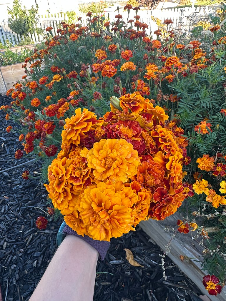 IMG_8575 bouquet of home-grown marigolds being held in front of a garden bed